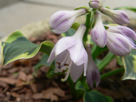 Hosta ´Smiling Mouse´